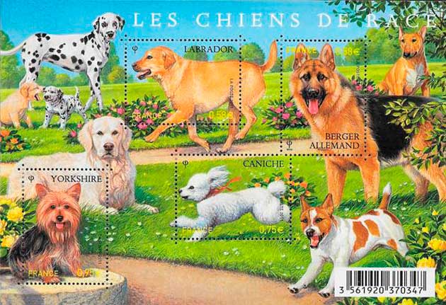 razas perros hostal mascotas