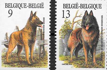 razas de perros similares al Molinois PastorBelga