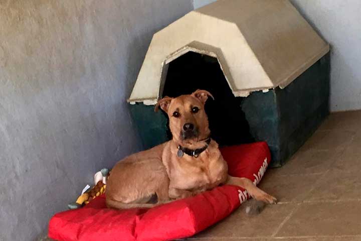 Residencia canina precios