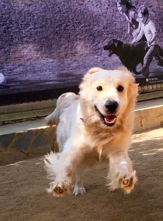 Hostal mascotas Barcelona