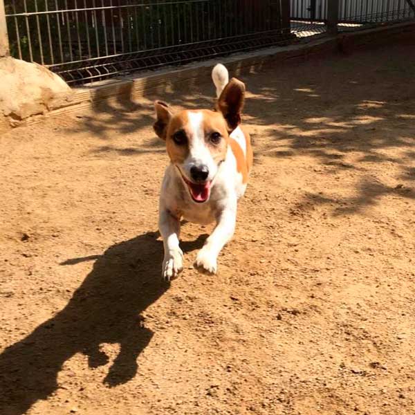 zona de juegos residencia canina